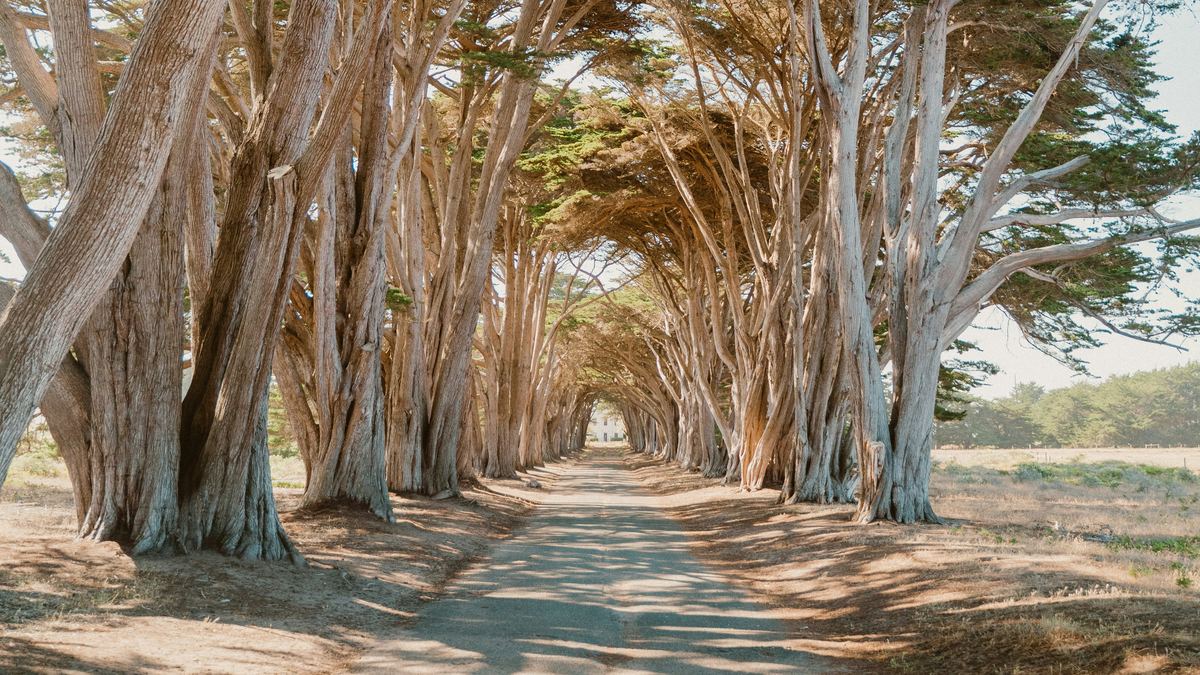 A path through a tunnel of cypress trees in afternoon light